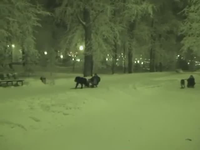 Как мы зимой на собачках катались. Парк Центрального района. Тольятти, январь 2008.