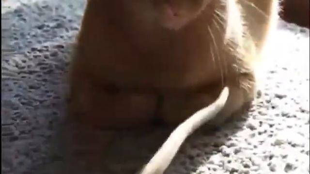 Необычная дружба животных! Дружба кота и крысы!  Смешные животные! Приколы с животными