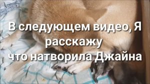 #huskiesterra, #husky, #сиба-ину  Рождение щенков Сиба-Ину