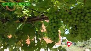 Виноград Северный сладкий. Практическая информация. Northern sweet grapes. Practical information