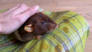 Лечу крысу Казимиру ушки