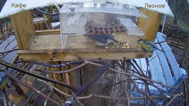 Кафе "Лесное" смотреть онлайн