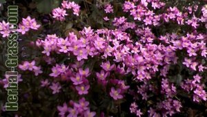 Золототысячник (центаврия) - лекарственная трава, растение