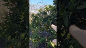 ДОМ У МОРЯ АБХАЗИЯ СБОР СЕЗОННЫХ ФРУКТОВ МАНДАРИНЫ 17 ДЕКАБРЯ 2022 с Ната Мел