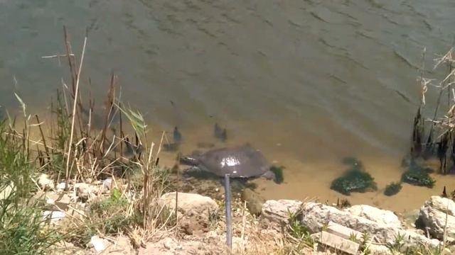 Черепахи в Турции смотреть онлайн