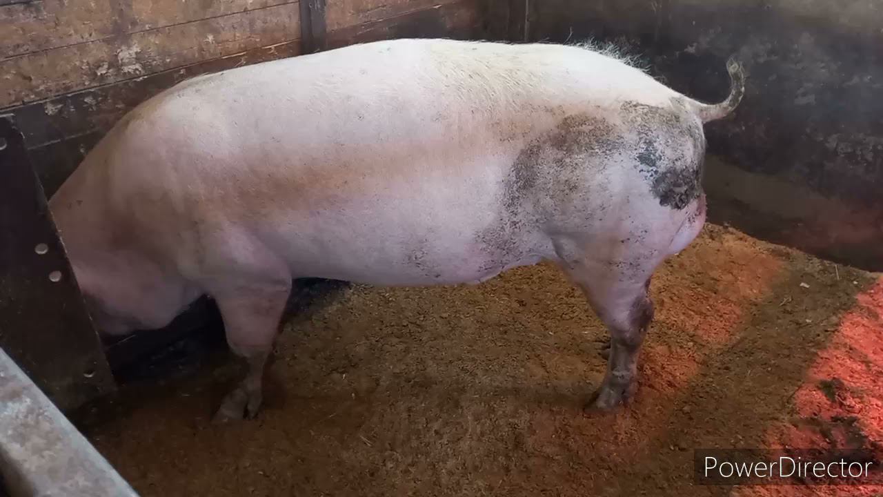 Продаю элитного хряка, поросят. Калужская область. смотреть онлайн