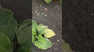 эффективность солнцезащитных сеток для хост