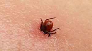 10 укусов насекомых, которые нужно уметь распознавать