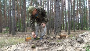 Собираю корни сосны.