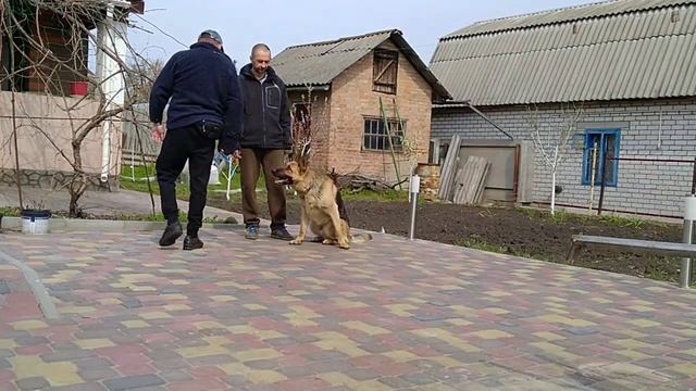 Охраняй. Команда охраняй. Немец охраняет хозяина.#немецкаяовчарка #охранахозяина #дрессировкасобак