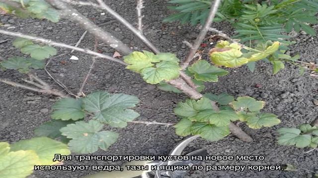 Когда и как пересаживать смородину? смотреть онлайн