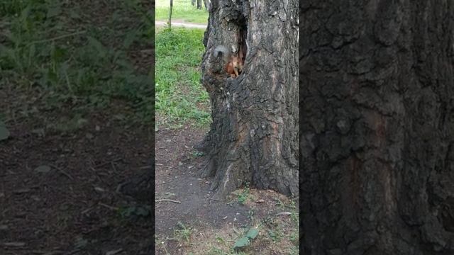 Белочка в дупле#nature#животные#animals#белка#squirrel