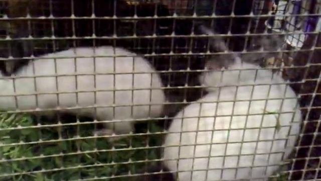 Девственица