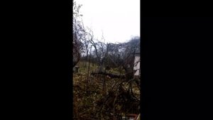 Виноград не обрезали 15 лет. Как обрезать виноградную арку.