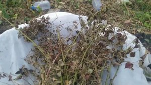 Укрываем куст ежевики на зиму
