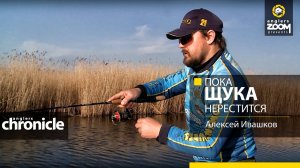 Пока щука нерестится. А. Ивашков. Anglers Chronicle