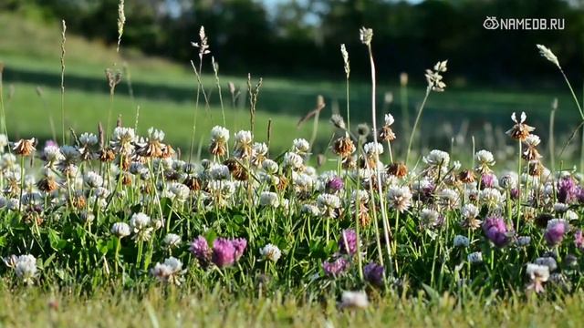 Совместимость: женщина-овен и мужчина-телец смотреть онлайн