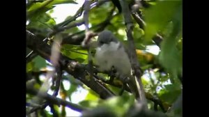 Славка завирушка.mp4