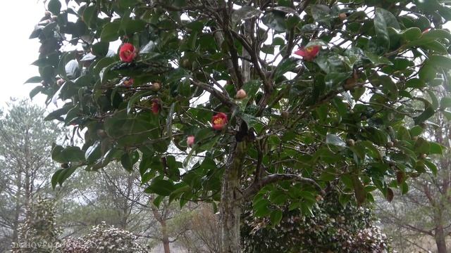 Звуки Дождя, Успокаивающий Шум Дождя, Релакс для Сна, Медитация смотреть онлайн