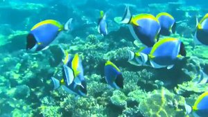 Diamonds Thudufushi Maldives Ari Atoll