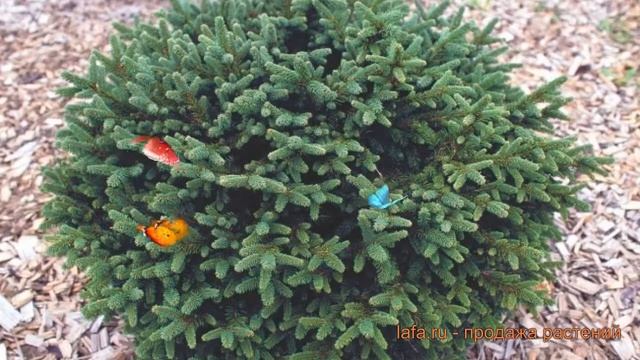Ель обыкновенная Пумила (picea abies pumila glauca) ? Пумила обзор: как сажать, саженцы ели Пумила смотреть онлайн