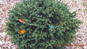 Ель обыкновенная Пумила (picea abies pumila glauca) ? Пумила обзор: как сажать, саженцы ели Пумила