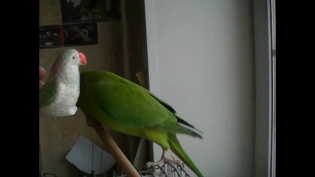 Ожереловый попугай.Очень смешной Чупуся смотреть онлайн