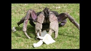 Удивительные соседи. Пальмовый вор (кокосовый краб)