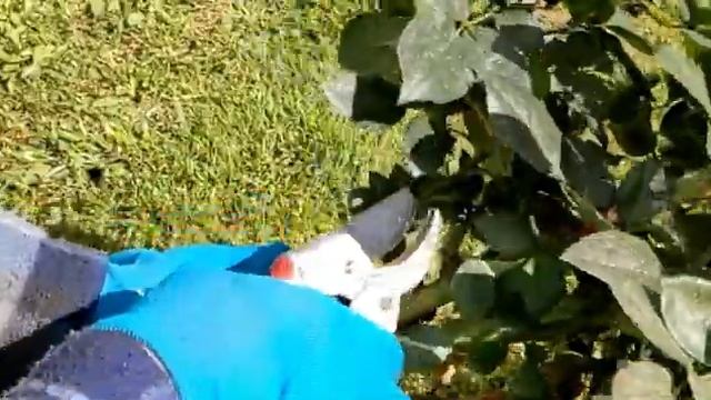 Пересадка роз в горшки/ Посадка молодых корнесобственных саженцев роз/Шалфей на выброс? смотреть онлайн