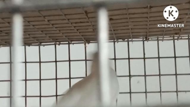 Subrata dar 9 years experience share |All about java and finch | AB Birds and Dog lovers || смотреть онлайн