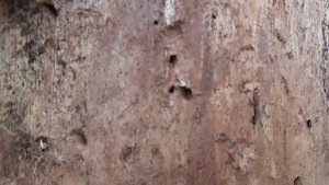 Вредители древесины - жуки