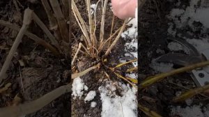 Обрезка древовидной гортензии Аннабель.🌸