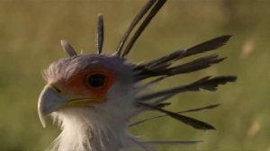 Птица-секретарь. Грациозная УБИЙЦА ЗМЕЙ! Хищная птица Африки против змеи!