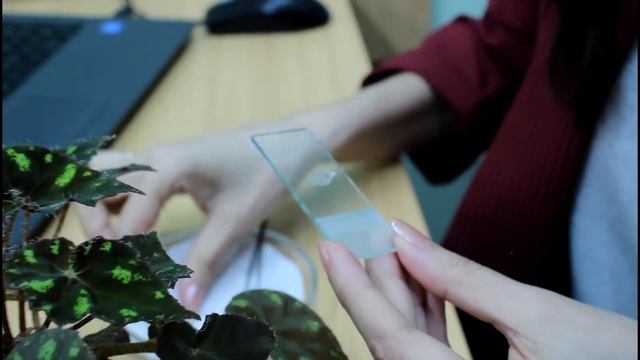 Видео-занятие "Органы дыхания растений" смотреть онлайн