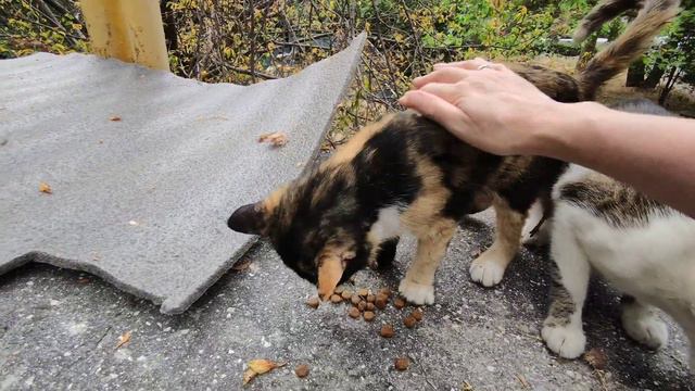 Кормлю бездомных кошек смотреть онлайн