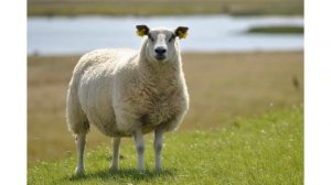 Картинки и звуки животных. Учимся названиям и звукам, которые издают животные на русском языке