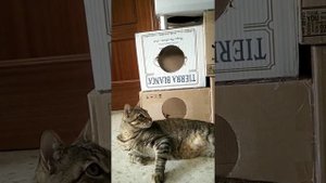 Нужно ли кастрировать кота. Ответ ветеринара
