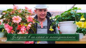 Бегония. Как сохранить бегонию зимой. Как размножается бегония. Где лучше растет бегония.