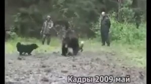 натаска лаек по медведю
