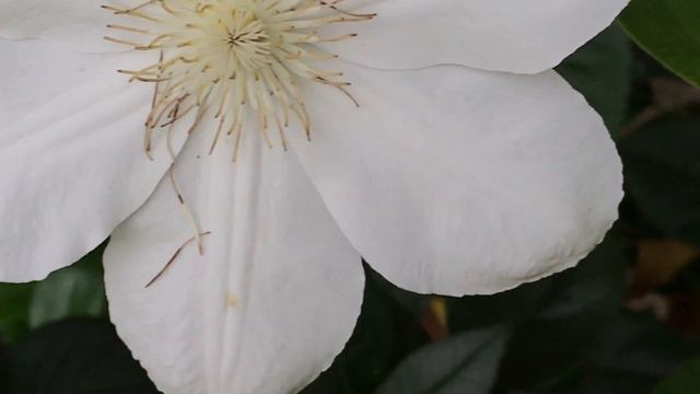 Clématite Clematis Mme le Coultre La fleur sculpture la belle allure..