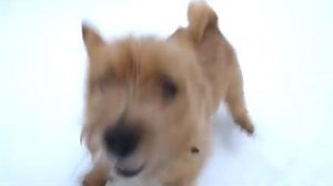 Kalle the Norwich terrier in the snow
