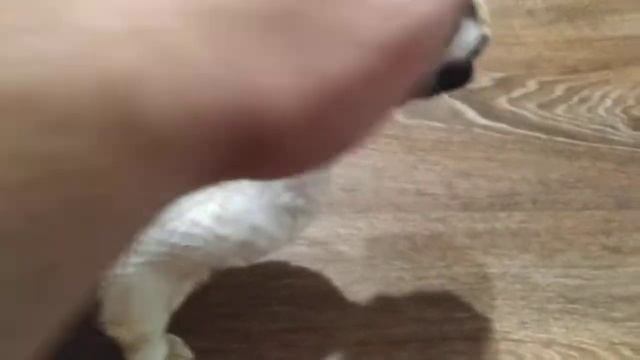 Кошка Девон Рекс гуляет, Мяуканье кошки!