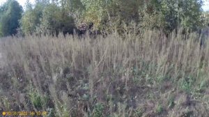 У ГОЛУБИКИ ОСЕНЬЮ ПОКРАСНЕЛИ ЛИСТЬЯ,ЧТО ДЕЛАТЬ?