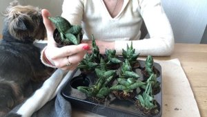 Сансевиерия Bonselensis обзор | Паллета молодых циллиндрических санс