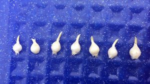 Луковицы АЛЛИУМА Выращиваем ДЕКОРАТИВНЫЙ ЛУК из семян