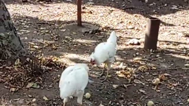 Бой двух молодых петушков смотреть онлайн