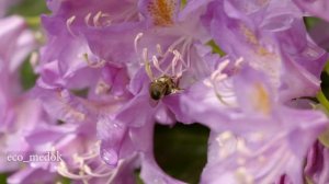 как просыпается природа