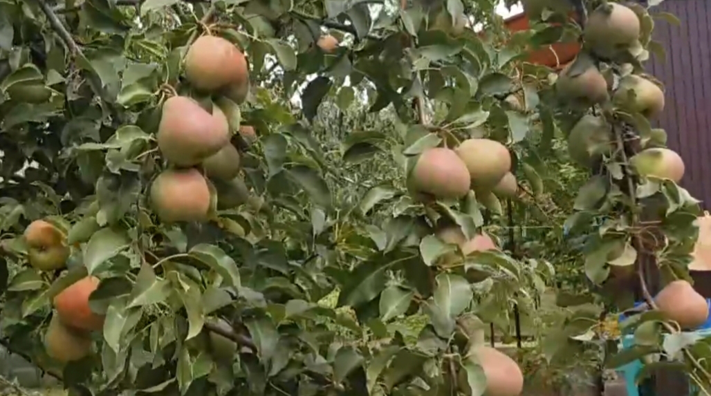 Моя любимая груша Осенняя Яковлева.