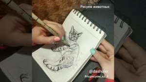 Рисуем домашнее животное. Скетч кота