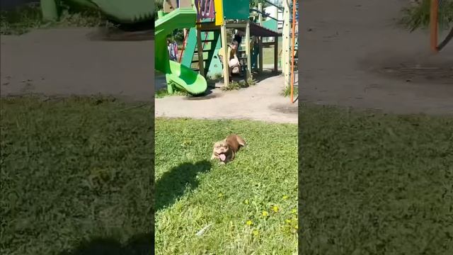 Собака без намордника и поводка на детской площадке ждёт команду «взять»!!! смотреть онлайн